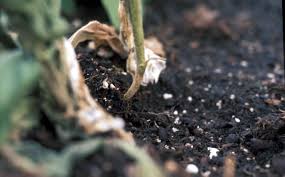 Image result for tomato seedling damping off