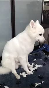 Is It Proper To Interbreed Japanese Spitz And Pitbull Quora