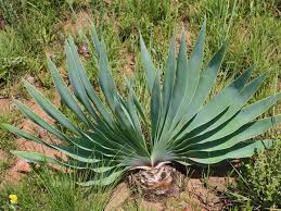 Image result for Boophone