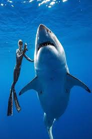 Divers Swim With What Could Be The Biggest Great White Shark Ever Filmed Video Divers Swim Biggest Largest Great White Shark White Sharks Shark Pictures