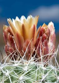 Image result for Cactaceae