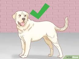 We are a small family owned facility located in southeastern nc. How To Choose A Labrador Puppy 13 Steps With Pictures Wikihow Pet