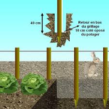 Faire Fuir Les Lapins Du Jardin Et Proteger Les Cultures