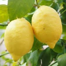 Can you use lemon peels in the garden. Lemon And Lemon Peel As A Safe Alternative To Pesticides Creative Homemaking