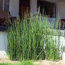 It is a great container plant and should never be planted in open wet ground as it will quickly become invasive. Equisetum Hyemale At San Marcos Growers