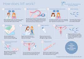 In Vitro Fertilisation Ivf Clinic London Egg Collection Procedure