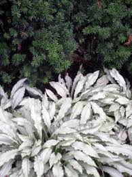 The leaflets of dark green bear a central band or stripe of gray to silvery white. Silver Leaf Plants Silver Shimmers Lungwort A Shade Lover Shade Plants Plants Shade Garden