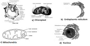 Animal Cells Do Not Have Biology Questions