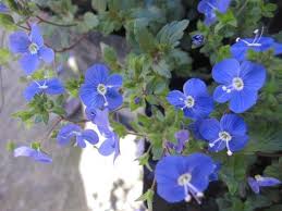 Check spelling or type a new query. Parahebe Baby Blue