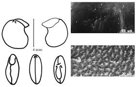 Image result for Humularia