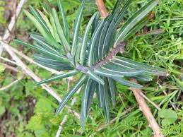Image result for Euphorbia schimperiana