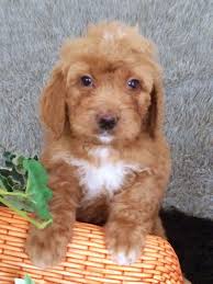 $100 goldendoodle puppy discount for anyone who was referred by another doodle family who adopted a puppy from us. Goldendoodle Puppies For Sale In Michigan Goldendoodle Puppy Goldendoodle Mini Goldendoodle Puppies