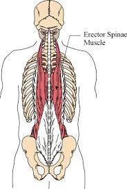 Zdrav Zivot Ishrana I Vezbanje Bol U Leđima I Kako Ga Eliminisati Vezbe Za Donji Deo Leđa Medical Massage Muscle Basic Yoga