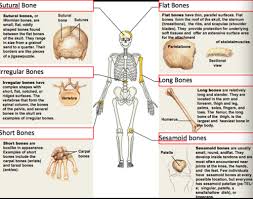 Drag the labels to identify the structures of a long bone. Chapter 6 A P Lecture Mastering Flashcards Quizlet