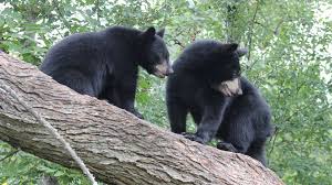 New Mexico State Animal Black Bear Black Bear New Mexico Bear