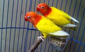 Ternak lovebird pemula agar cepat bertelur. Panduan Lengkap Cara Budidaya Ternak Burung Lovebird Lutino Ruangburuh Pelatihan Online No 1 Belajar Dengan Video