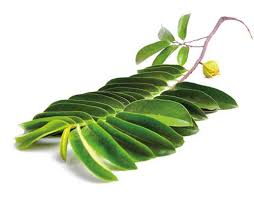 Hasil gambar untuk daun sirsak