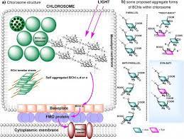 Organelles Or Compartments In Bacteria And Eukaryotic Cells Eukaryotic Cell Organelles Prokaryotic Cell