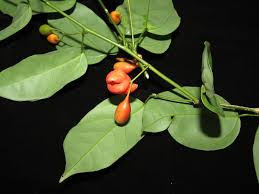 Image result for Olacaceae