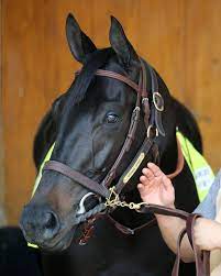 Presented alongside cvpr 2020 virtually, this session presents the winners and the winning talks. Slideshow Meet The 2021 Preakness Stakes Contenders America S Best Racing