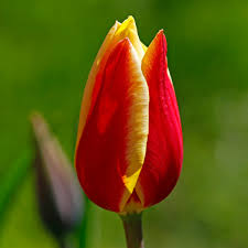 We sell a variety of seasonal flowers to wholesale customers nationwide, including supermarkets, home improvement stores, drug stores, etc. 6 Disastrous Economic Bubbles History