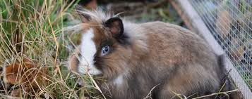 Maybe you would like to learn more about one of these? L Occlusion Intestinale Chez Le Lapin Une Urgence Veterinaire Le Fonds Saint Bernard