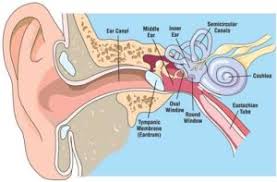 Image result for Inner Ear Decompression Sickness