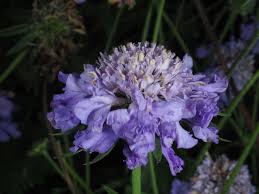Image result for Scabiosa columbaria