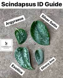 The first is commonly referred to as 'silver philodendron', the second as 'satin pothos' but confusingly have both been. Gabriella Plants S Instagram Photo Slightly Revised Scindapsus Id Chart You Will Most Often See The Argyraeus Plants Plant Care Houseplant House Plant Care