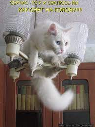 К ото матрицей - / котоматрица / смешные картинки и другие приколы:  комиксы, гиф анимация, видео, лучший интеллектуальный юмор.