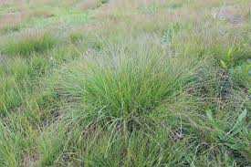 Image result for Eragrostis curvula