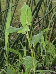 Image result for Persicaria strigosa