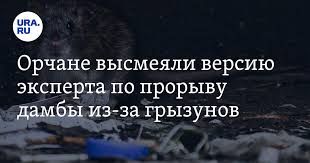 Глава «Спецстроя» заявил, что грызуны виновны в прорыве дамбы в Орске:  реакция соцсетей