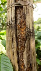 Image result for Cinnamomum