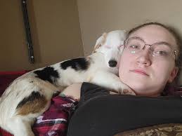 Corgi mix puppy ear development concerns