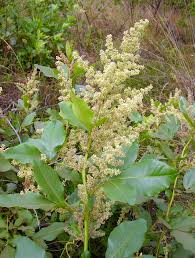 Image result for Searsia tomentosa