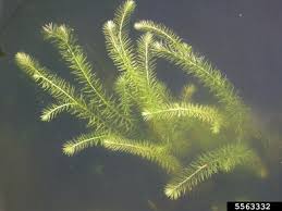 Image result for Mayacaceae