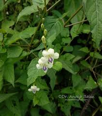 Image result for Nesogenaceae