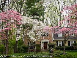 In the fall the dogwood's green foliage turns a fiery red. Flowering Dogwoods Dogwood Tree Landscaping Pink Dogwood Tree Dogwood Trees