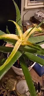 UPDATE: I checked and the soil is dry to the bottom of the pot. The wet  spot was from a very small amount of water days ago. So I guess light is