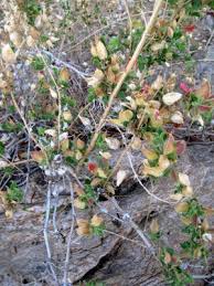 Image result for Petalidium bracteatum