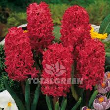 Image result for Hyacinth Red 2016 GL