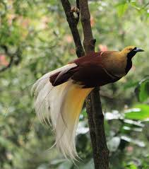 Lesser Bird Of Paradise Images Lesser Bird Of Paradise Or Cendrawasih Pulau Indonesia Tanah