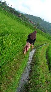 Link lengkap dapat dilihat di. Sawah Cidodol Rancakole Arjasari Bandung Fotografi Perjalanan Pemandangan Fotografi Alam