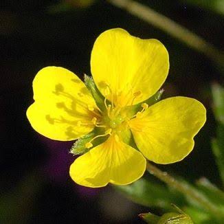 Wildflower Tormentil Irish Wild Flora Wildflowers of Ireland