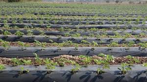 (plantation) qr code link to this post. Mulching Sheet Stock Video Footage 4k And Hd Video Clips Shutterstock