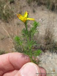 Image result for Menodora africana