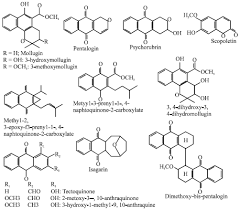 Image result for Canthium oligocarpum