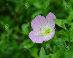 Image result for Oenothera tetraptera
