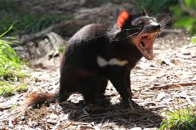 Check spelling or type a new query. The Nature Of The Beast According To Susan Mccarthy Tasmanian Devils